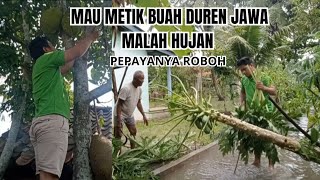 MAU METIK BUAH DUREN JAWA MALAH HUJAN POHON PEPAYANYA ROBOH😱