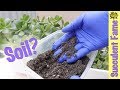 How to Customize Your Succulent and Cactus Soil (Succulents Differ)