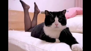 😺 Hocus Pocus!🐈 Videos of funny cats, kittens and dogs! 😻