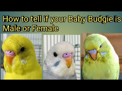 How To Tell If Your Baby Budgie is a Male or Female How To Tell If Your Baby Budgie is a Male or Female