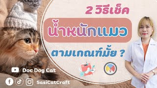 2 วิธีเช็ค น้ำหนักแมวเราโอเคมั้ย