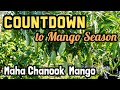 Countdown to Mango Season 2024 | 'Maha Chanook' Mango