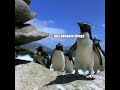 Just Penguin Things