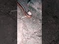 with snails #animals #centipede #nature #viralvideo #bigmillipedes #shorts