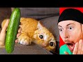 Cats Reacting to Cucumbers Montage