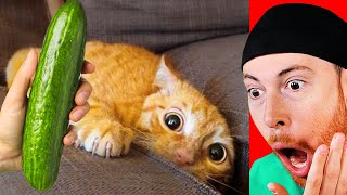 Cats Reacting to Cucumbers Montage