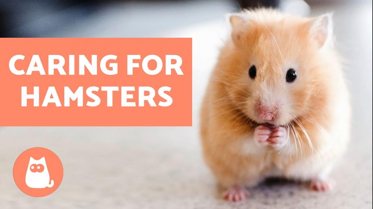 How To Look After A Hamster Basic Care Needs Housepetscare