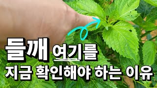 들깨2차순치기 도 중요하지만 이것 방제도  중요합니다 / 들깨다수확의 비밀 / 충해방제 / 파밤나방 거세미나방 진딧물 방제