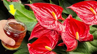 1 Cup A Week! Weak Anthurium Grows Countless Roots And Flower Branches!