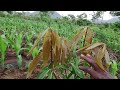 How I pruned mango seedlings without tools