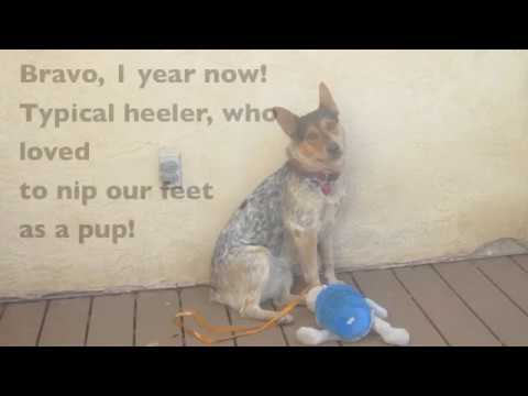 How to Train Puppy Not to Bite Your Feet & Heels How to Train Puppy Not to Bite Your Feet & Heels