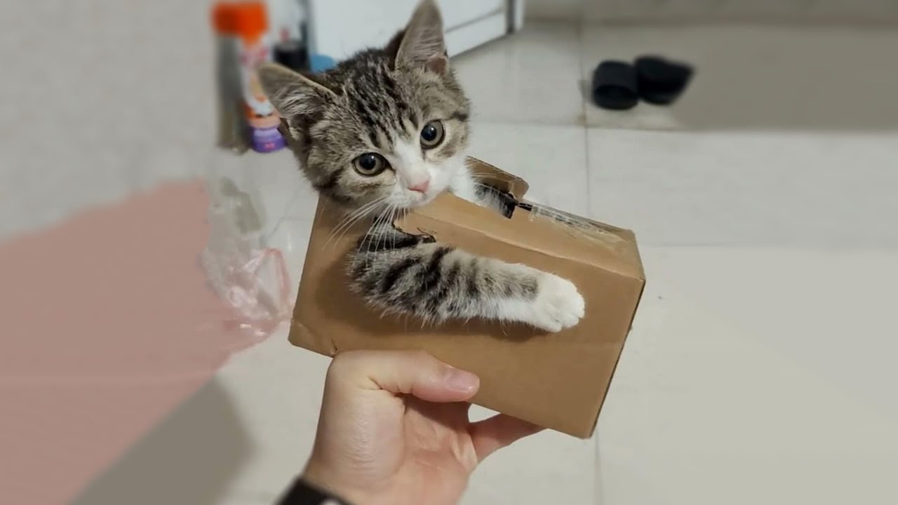 The Funniest Cat Videos рџђ Try Not To Laugh Part 25 Youtube