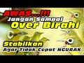 Birahi Stabil, Burung Tidak Gampang Stres #kecialkuninggacor #kecialkombok #kecialngejos