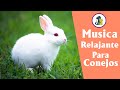 Cute Pets - Musica Relajante Para Mascotas 👍 Música relajante para conejos 👍 Canción para conejos