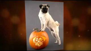 Pumpkin Carving Pattens