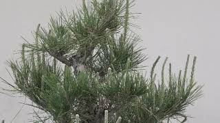 Niwaki Pine Pruning in Spring