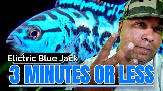 🔵 HOW TO KEEP ELICTRIC BLUE JACK DEMPSEY CICHLIDS IN THREE MINUTES OR LESS