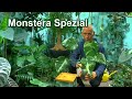 Monstera Gießen, Düngen, Vermehren Spezial mit ungewöhnlichen Methoden in der Pflanzenpflege