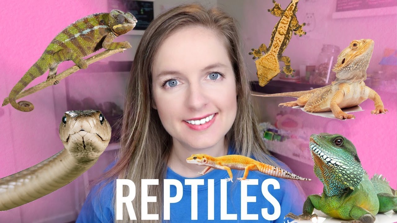 Best Beginner Reptile | How To Pick A Reptile - YouTube