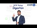 Digestion | KS3 & GCSE Biology