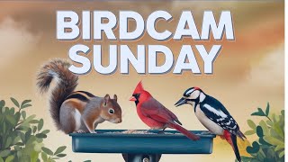 Birdcam Sunday: Cardinals, sparrows, woodpecker and a squirrel visit