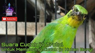 Suara Cucak Ijo Trotol | Untuk Memancing Cucak Ijo Hutan Bunyi