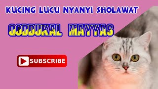 Kucing lucu nyanyi sholawat qoddukal mayyas