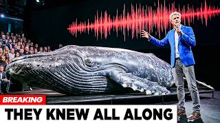 AI Finally Decoded Whale Language — The First Message Shocked Scientists