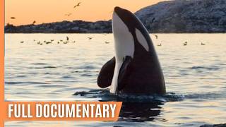 Killer whales hunting in Olympic National Park | Full Documentary