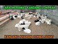 KANDANG LEMPRAK || PROSES PERAWATAN KANDANG LEMPRAK SECARA BERKALA