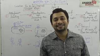 13. Lytic Phase of Virus Multiplication | ভাইরাসের লাইটিক পর্যায় । সংখ্যাবৃদ্ধি পর্যায়