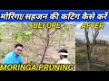 MORINGA PRUNING | मोरिंगा सहजन की कटिंग कैसे करें | HOW TO PRUNE MORINGA TREE