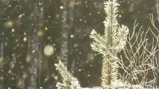 Снег и солнце, зимняя красота природы, Beautiful winter forest