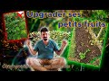 Comment OPTIMISER ses Planches de CULTURES ? [SAISON 1] #potager