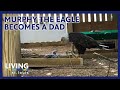 Murphy the Eagle, Who Tried to Hatch a Rock, Becomes Stepdad for Stranded Eaglet | Living St. Louis