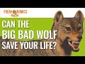 Can the Big Bad Wolf Save Your Life? | Freakonomics Radio | Episode 497