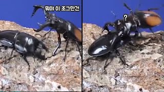 장수말벌을 두동강낸 '알키데스'가 출전하는 C조! [충왕전 사슴벌레 대전 C조]