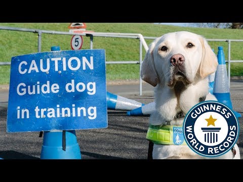 How to train a guide dog - Guinness World Records How to train a guide dog - Guinness World Records
