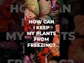 How can I keep my plants from freezing? #shorts