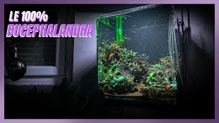 L'aquarium à Bucephalandra est-il stable?!