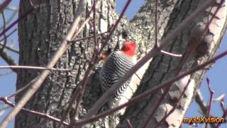 Red-bellied Woodpecker building Nest and Calling ~ Fix "yt:stretch=16:9"
