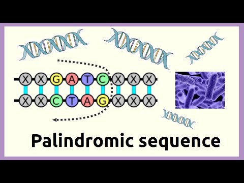 What are the types of palindromic sequence?