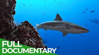 Underwater Volcanoes - Oases of the Sea | Free Documentary Nature