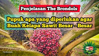 Penjelasan The Brondols: Pupuk Apa supaya Buah Kelapa Sawit  Besar -Besar !!!!