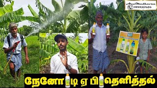 D1#NanoDAPவாழை மரத்தில் நேனோ டிஏபி தெளித்தல் ||•  ||  #Kovilpatti #Erachi #Ramachandran anna Garden