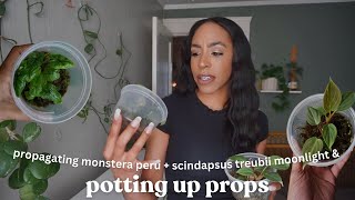 Potting Up My Alocasia Jacklyn & Philodendron Props + Propagating Monstera Peru & Scindapsus 🌱