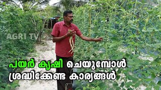 പയർ കൃഷി ചെയുമ്പോൾ ശ്രദ്ധിക്കേണ്ട കാര്യങ്ങൾ| Payar Krishi Tips Malayalam | Pea Cultivation Malayalam