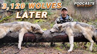 3 120 Wolves Later The Truth About Wolf Control