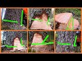 How Trees Fall With Different Undercuts