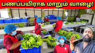 வெளிநாட்டுக்கு ஏற்றுமதியாகும் யாழ்ப்பாண கதலி வாழைப்பழம் | Jaffna Banana Export | Alasteen Rock